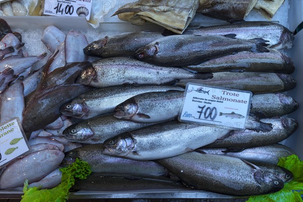 Fresh pollack trout (Oncorhynchus mykiss) on ice