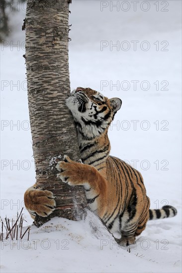 Siberian tiger (Panthera tigris altaica)