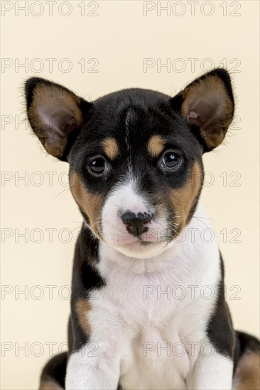 Basenji or Congo Terrier (Canis lupus familiaris)
