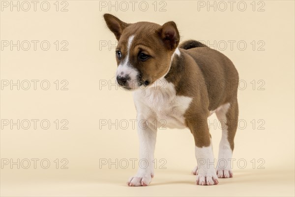 Basenji or Congo Terrier (Canis lupus familiaris)