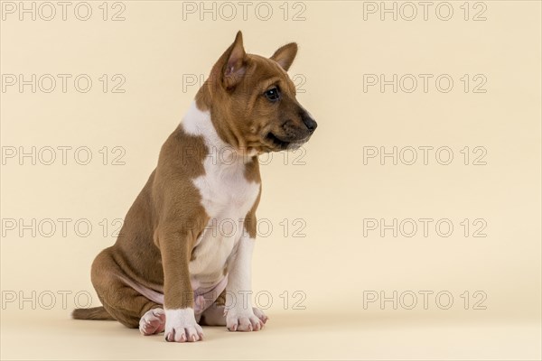 Basenji or Congo Terrier (Canis lupus familiaris)