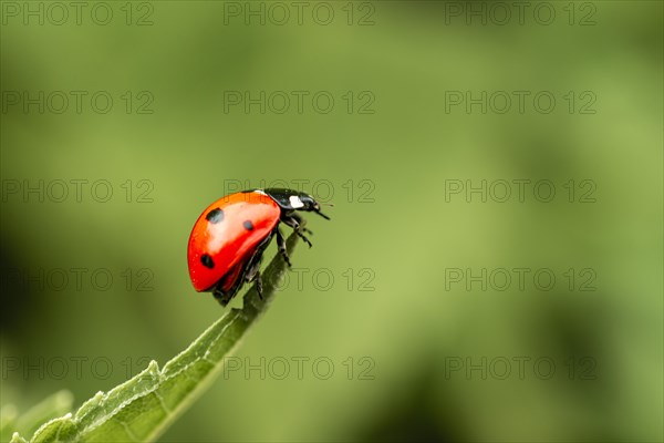 Seven-spott ladybird (Coccinella septempunctata) on a tip of a leaf