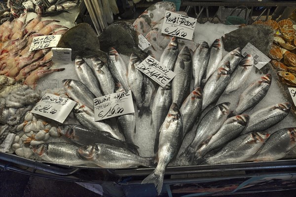 Fresh sea bass (Atractoscion nobilis) on ice