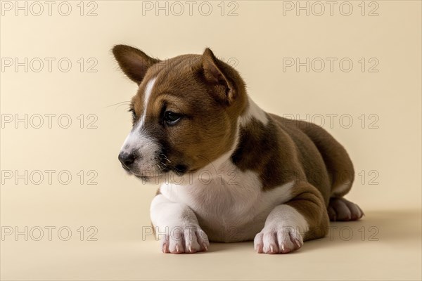 Basenji or Congo Terrier (Canis lupus familiaris)