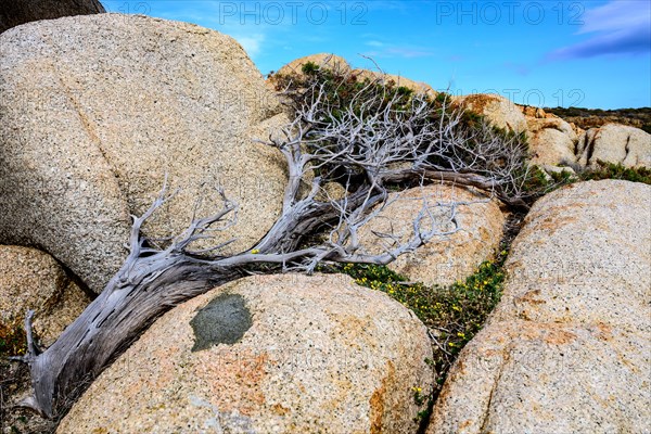 Juniper tree (Juniperus) growing sheltered from the wind between stones