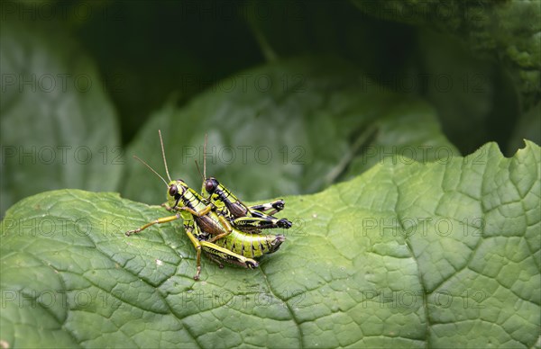Green Mountain Grasshopper (Miramella alpina)