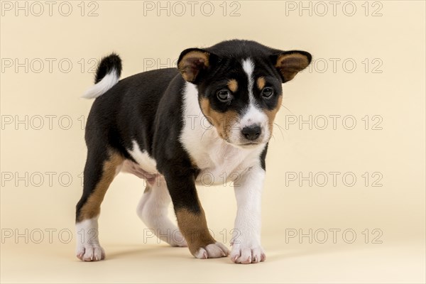 Basenji or Congo Terrier (Canis lupus familiaris)
