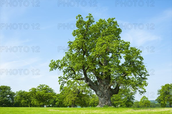 English oak (Quercus robur)