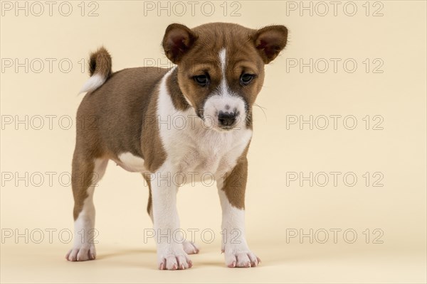 Basenji or Congo Terrier (Canis lupus familiaris)