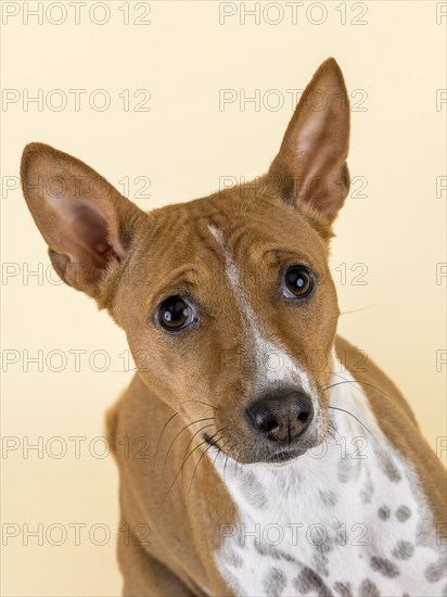 Basenji or Congo Terrier (Canis lupus familiaris)