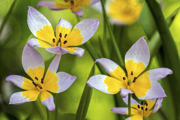 Yellow-purple tulip