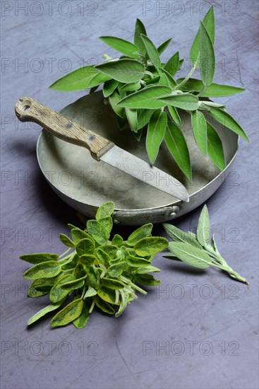 Sage branch in shell