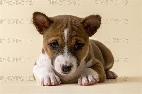 Basenji or Congo Terrier (Canis lupus familiaris)