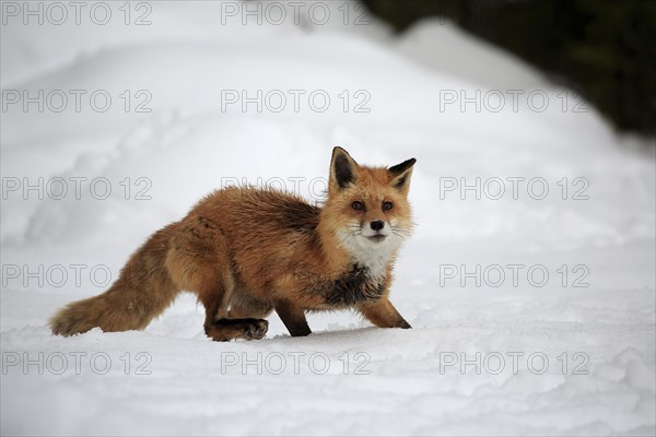 American red fox