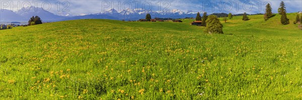 Dandelion (Taraxacum sect. Ruderalia) in spring