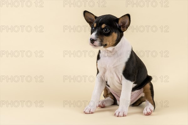 Basenji or Congo Terrier (Canis lupus familiaris)