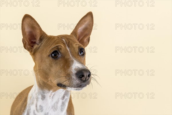 Basenji or Congo Terrier (Canis lupus familiaris)