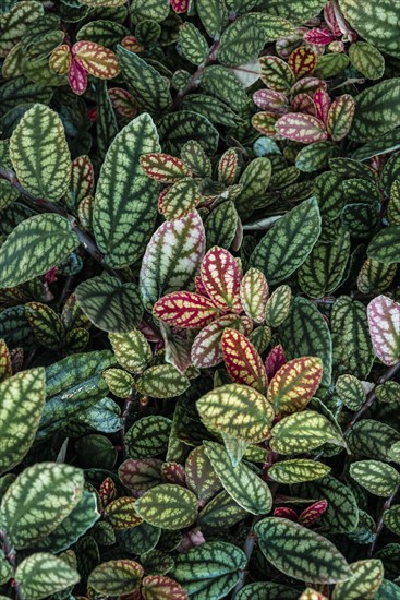Green and purple patterned leaves