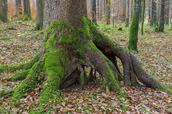 Deep green mossy trees at Langbathsee