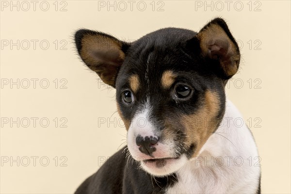 Basenji or Congo Terrier (Canis lupus familiaris)