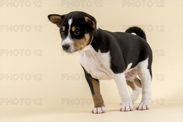 Basenji or Congo Terrier (Canis lupus familiaris)