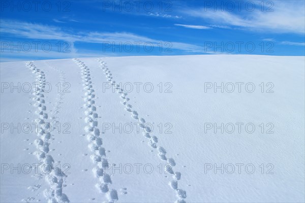 Snowshoe trails on the Heuberg