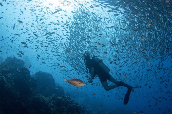 Diver observes a big bait ball of fish
