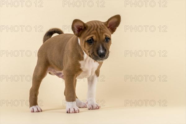 Basenji or Congo Terrier (Canis lupus familiaris)