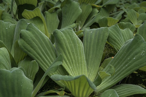 Water cabbage (Pistia stratiotes) Botanical Garden Berlin