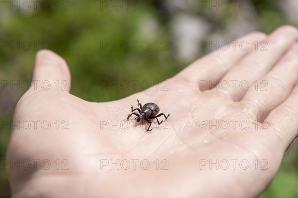 Large pine weevil (Hylobius abietis) sitting on hand