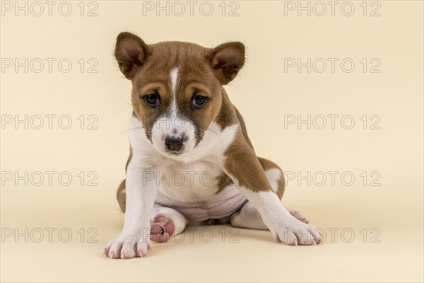 Basenji or Congo Terrier (Canis lupus familiaris)