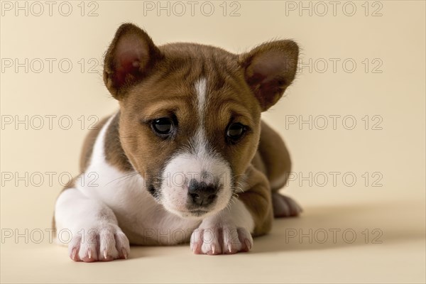 Basenji or Congo Terrier (Canis lupus familiaris)