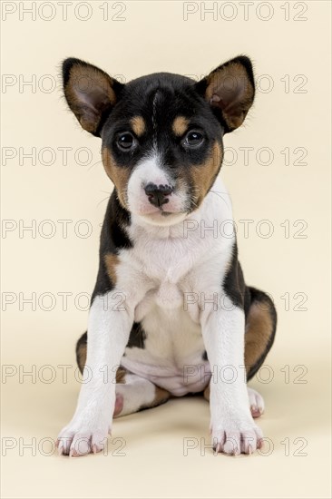 Basenji or Congo Terrier (Canis lupus familiaris)