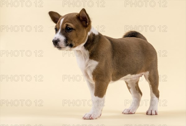 Basenji or Congo Terrier (Canis lupus familiaris)
