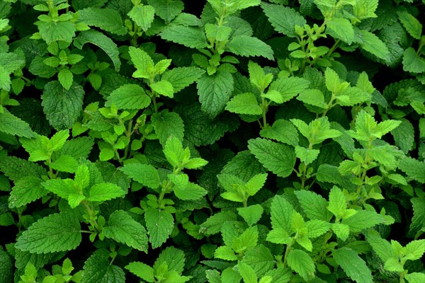 Peppermint