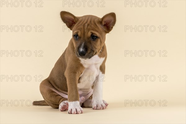 Basenji or Congo Terrier (Canis lupus familiaris)