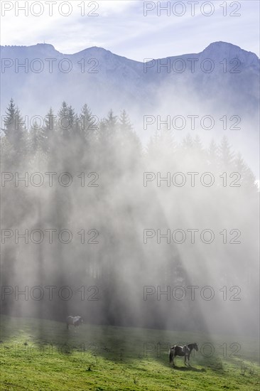 Horse on pasture and fog at the Hochsteinalm