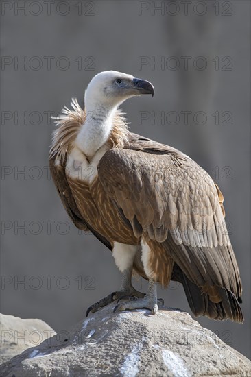 Griffon vulture (Gyps fulvus)