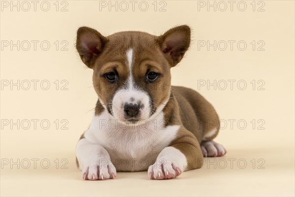 Basenji or Congo Terrier (Canis lupus familiaris)