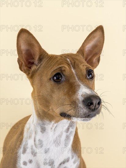 Basenji or Congo Terrier (Canis lupus familiaris)