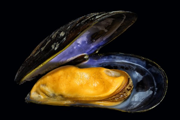 Opened cooked Mytilus (Mytilidae)