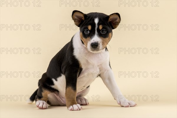 Basenji or Congo Terrier (Canis lupus familiaris)