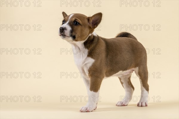 Basenji or Congo Terrier (Canis lupus familiaris)