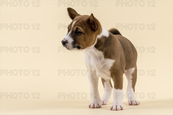 Basenji or Congo Terrier (Canis lupus familiaris)