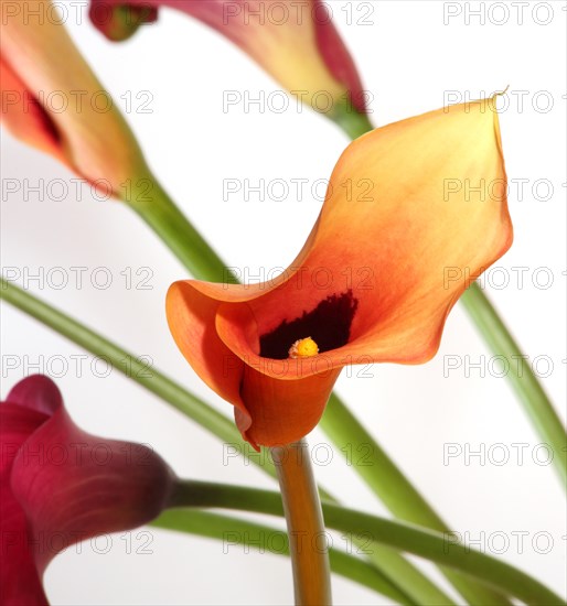Arum lily (Zantedeschia)