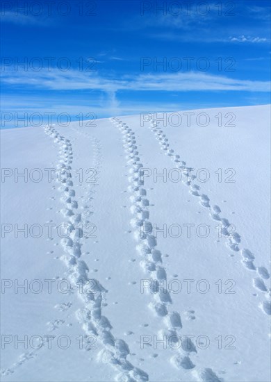 Snowshoe trails on the Heuberg