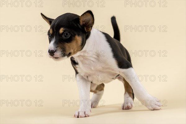 Basenji or Congo Terrier (Canis lupus familiaris)