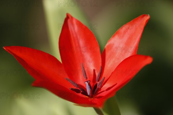 Red tulip