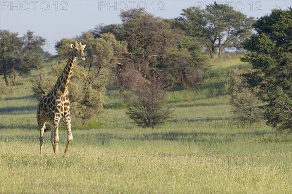 South African giraffe (Giraffa camelopardalis giraffa)