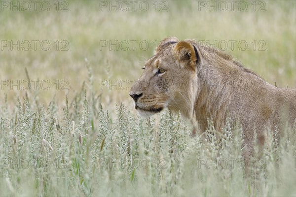 Black-maned lion (Panthera leo vernayi)